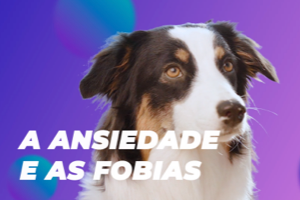 Adopção