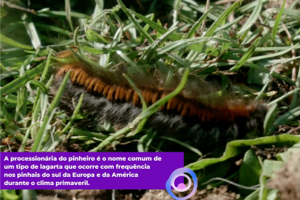 Filariose